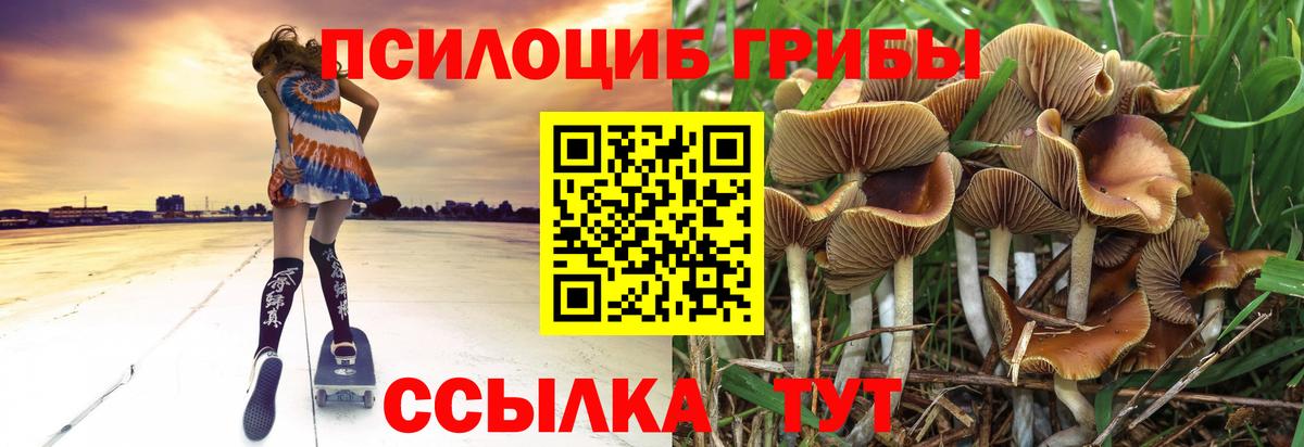 Псилоцибиновые грибы мицелий Пугачёв